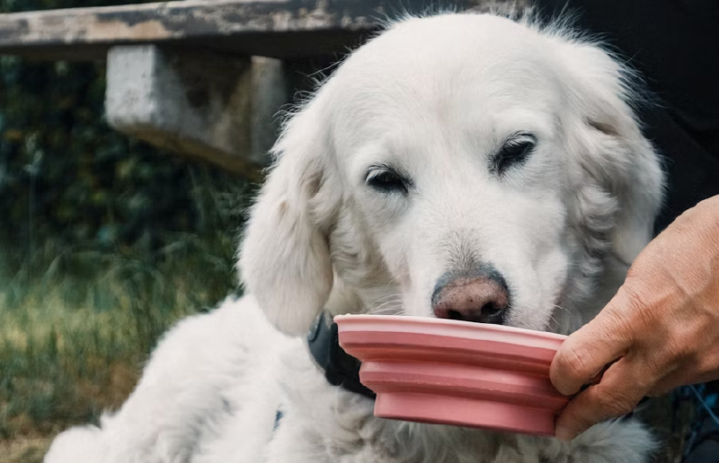 犬は氷を食べても大丈夫？